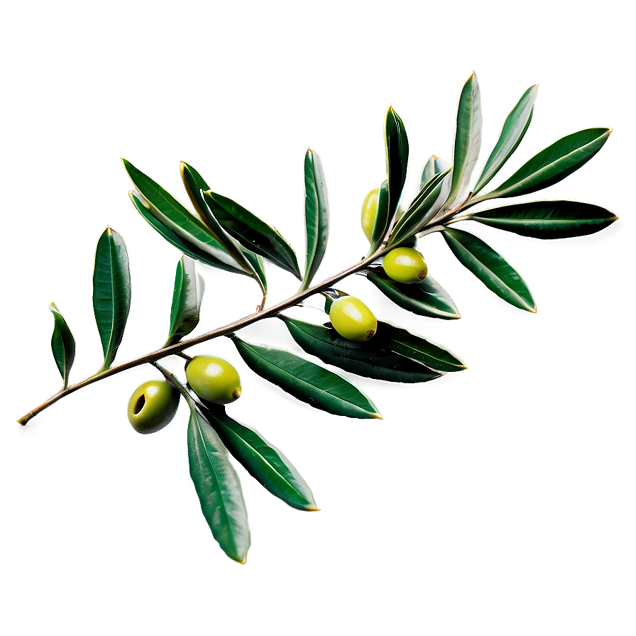 Olive Laurel Branch Png 06262024