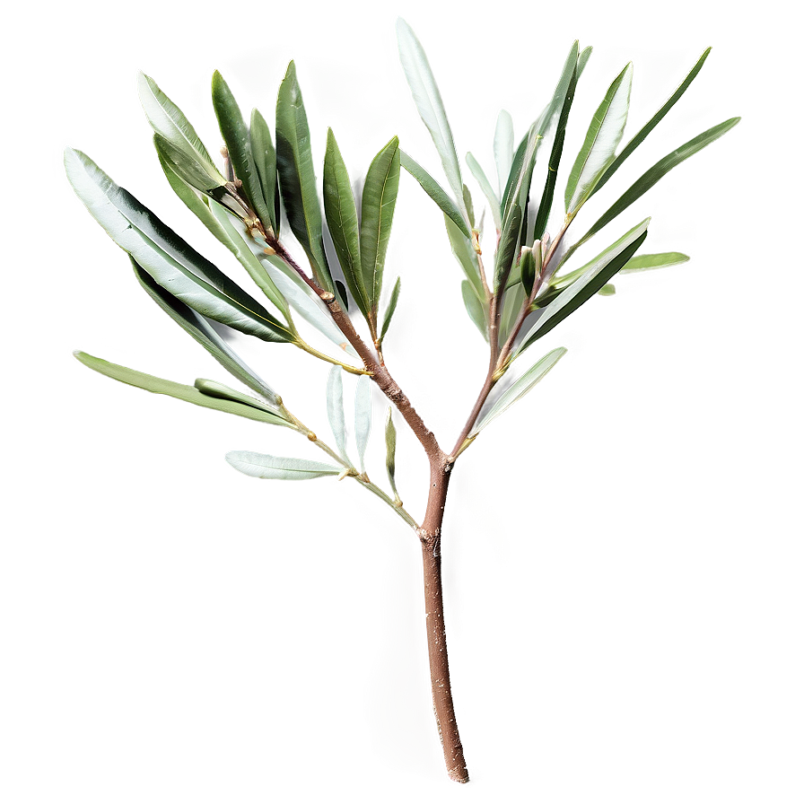 Olive Laurel Branch Png Dqp