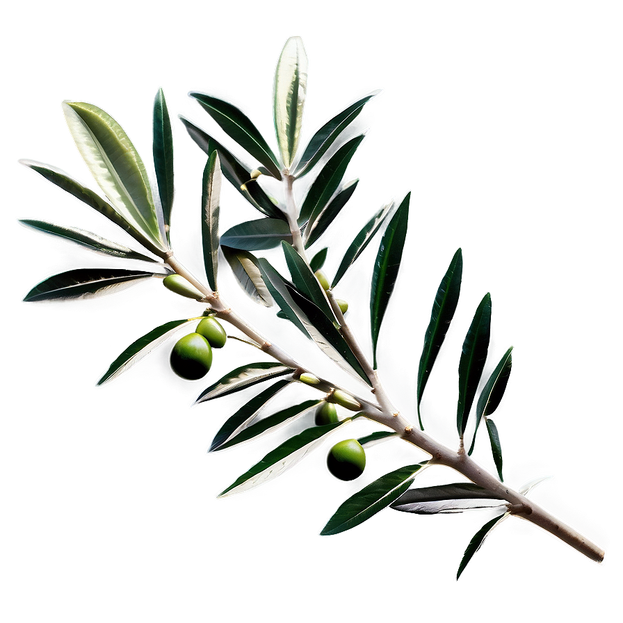 Olive Laurel Branch Png Njw76