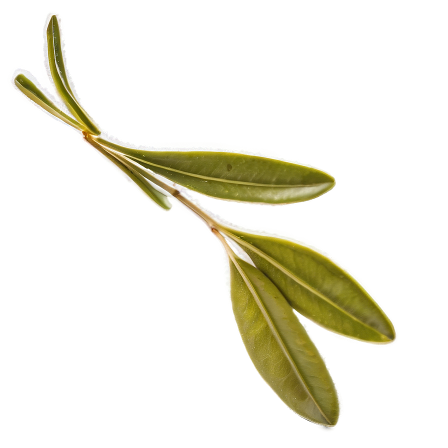 Olive Leaf Extract Png 05242024