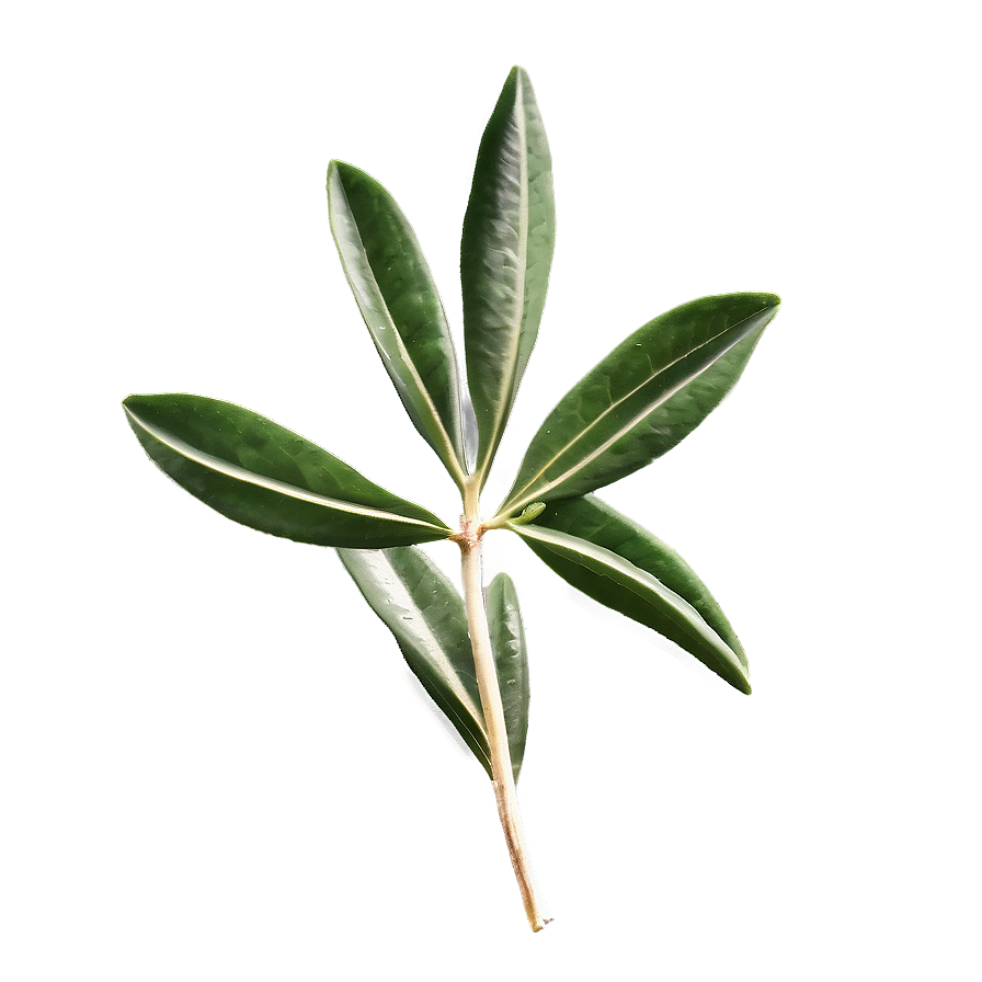 Olive Leaf Extract Png 22