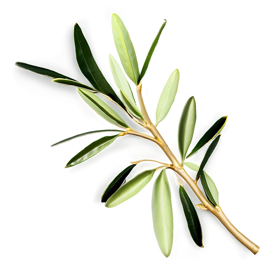 Olive Leaf Ornament Png 89