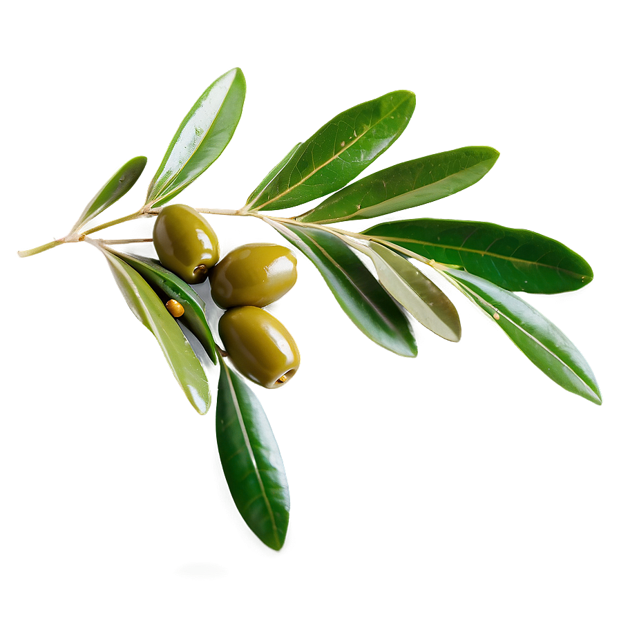 Olive Leaf Tea Png Ice95