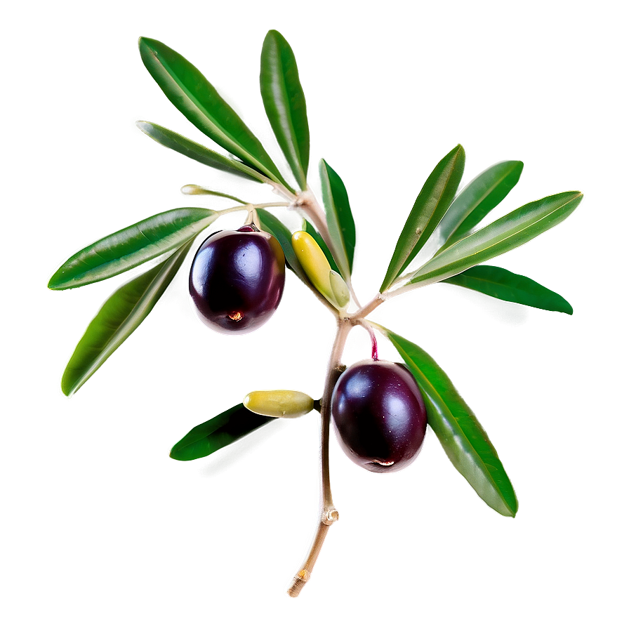 Olive Sprig Png 05242024