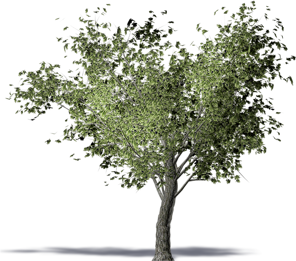 Olive Tree Illustration