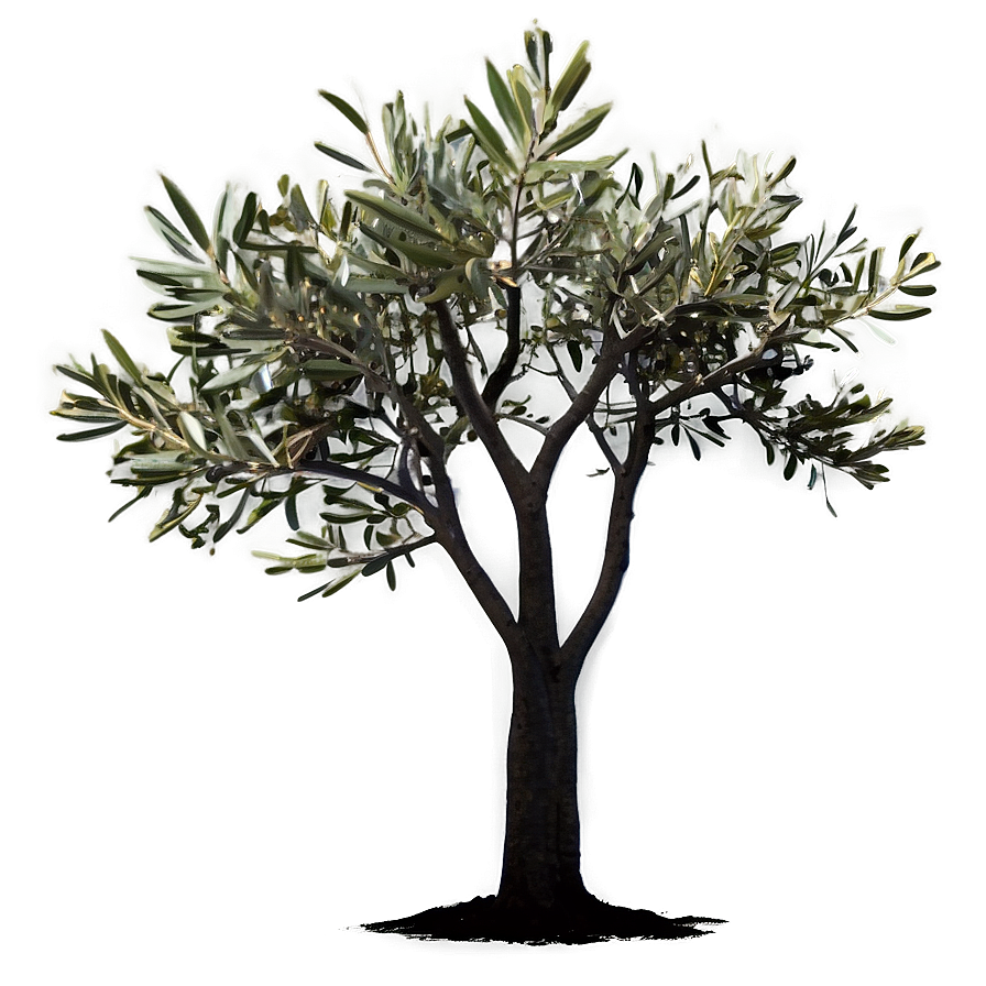 Olive Tree Silhouette Png 17