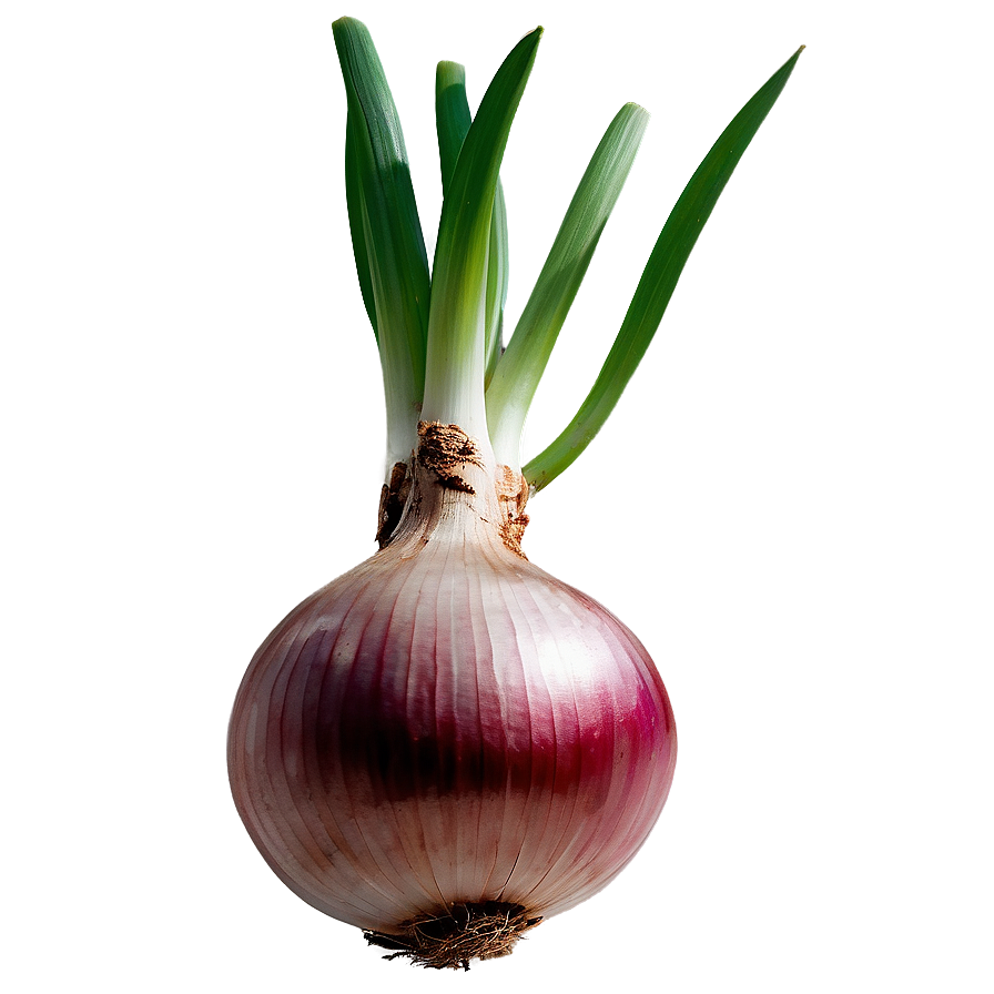 Onion Bulb Growing Png 06122024