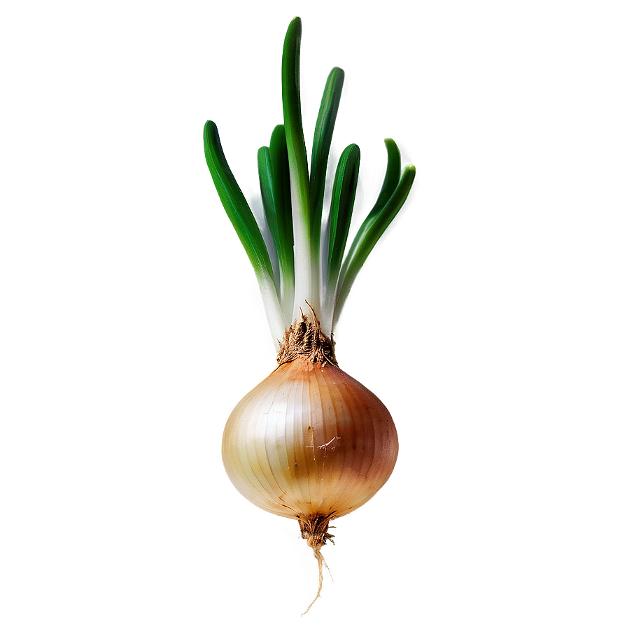 Onion Bulb Growing Png 93