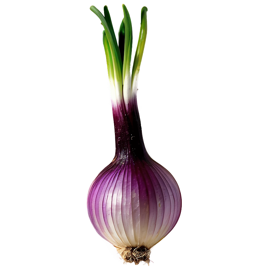 Onion Bulb Growing Png Hla9