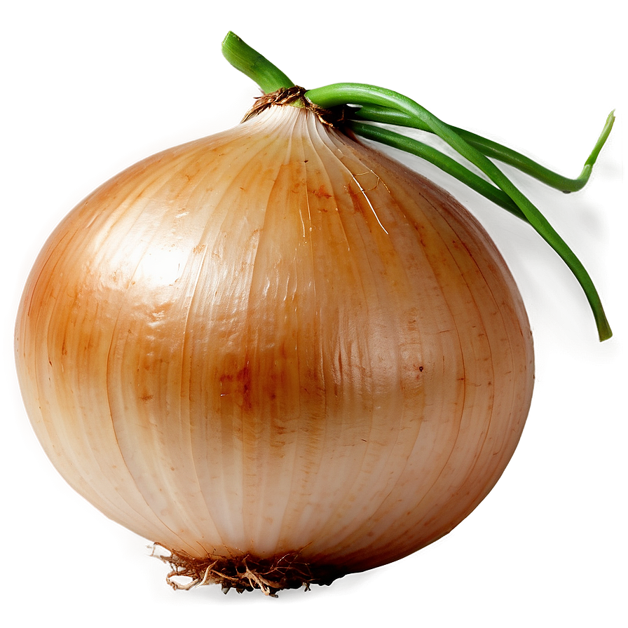 Onion With Roots Png Cjt