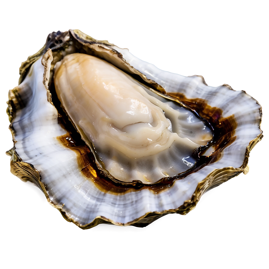 Open Oyster Shell Png 06122024