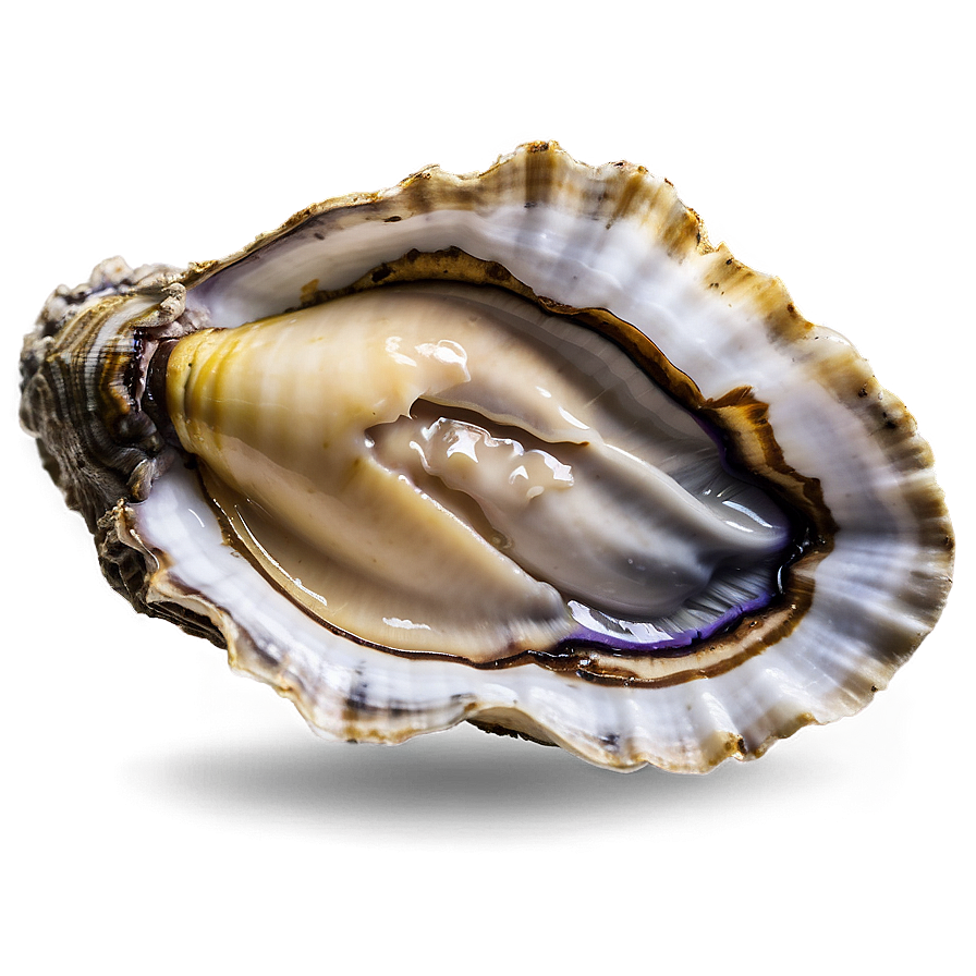 Open Oyster Shell Png Wcc