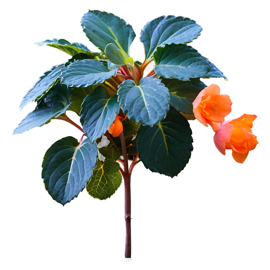 Orange Begonia Splendor Png Okt55