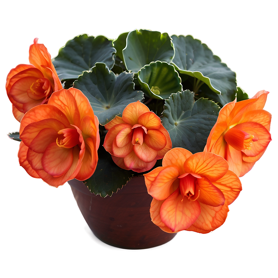 Orange Begonia Splendor Png Rjh66