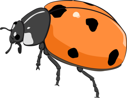 Orange Black Ladybug Illustration