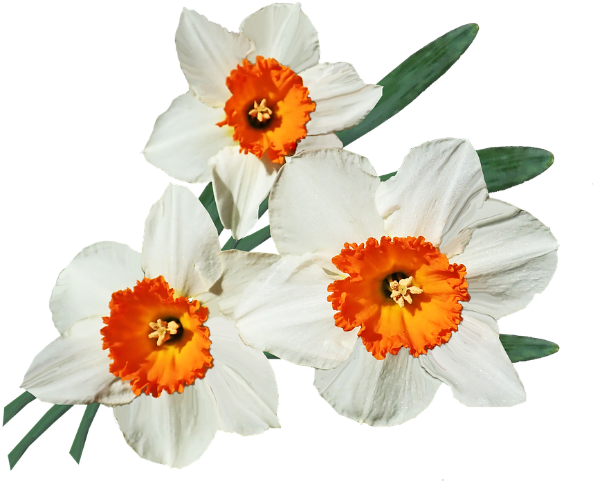 Orange Cupped Daffodils