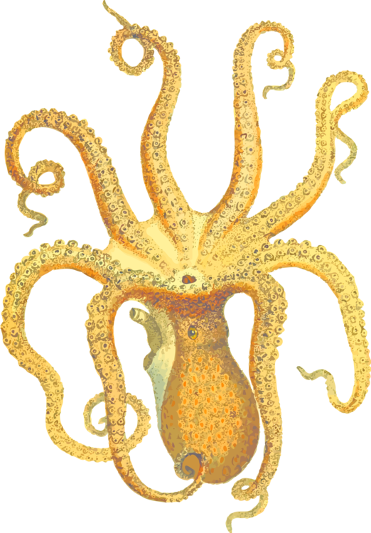 Orange Cuttlefish Illustration.png