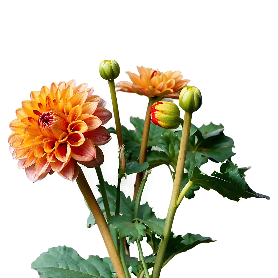 Orange Dahlia Perfection Png Dbj80