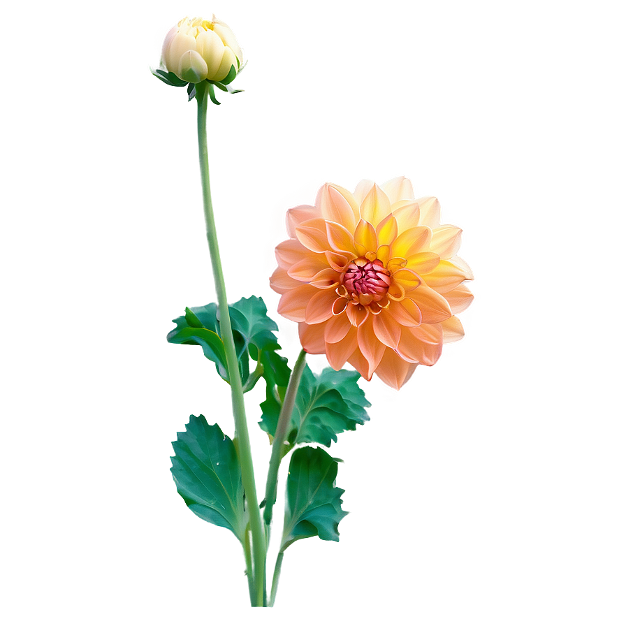 Orange Dahlia Sunset Png 16