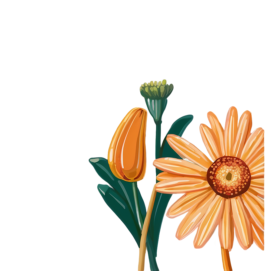 Orange Daisy Illustration Png 06122024