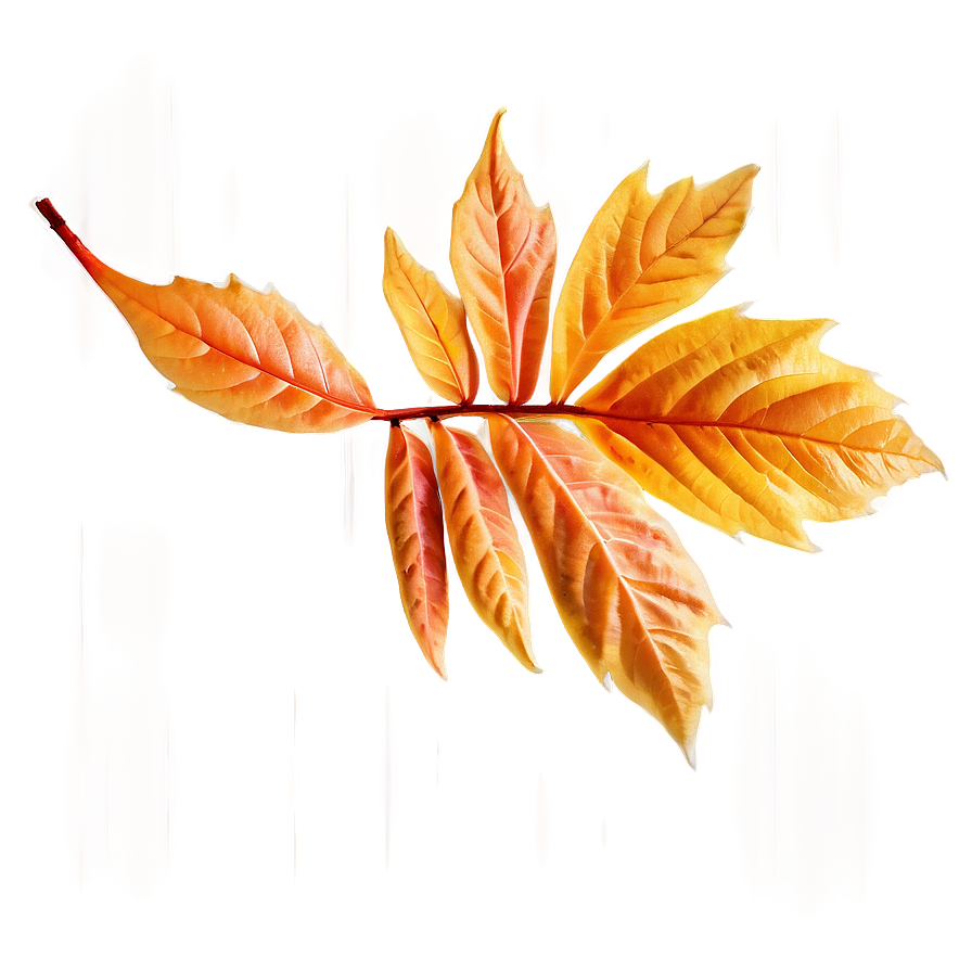 Orange Fall Leaf Transparent Png 06202024