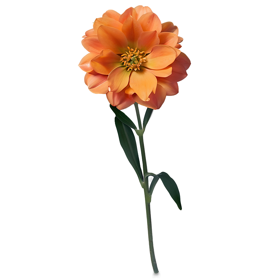 Orange Flower D