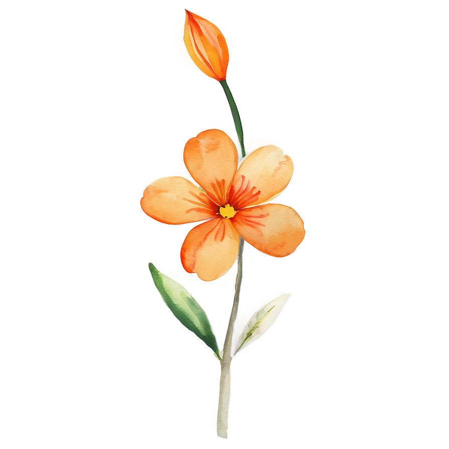 Orange Flower Watercolor Png Mov72