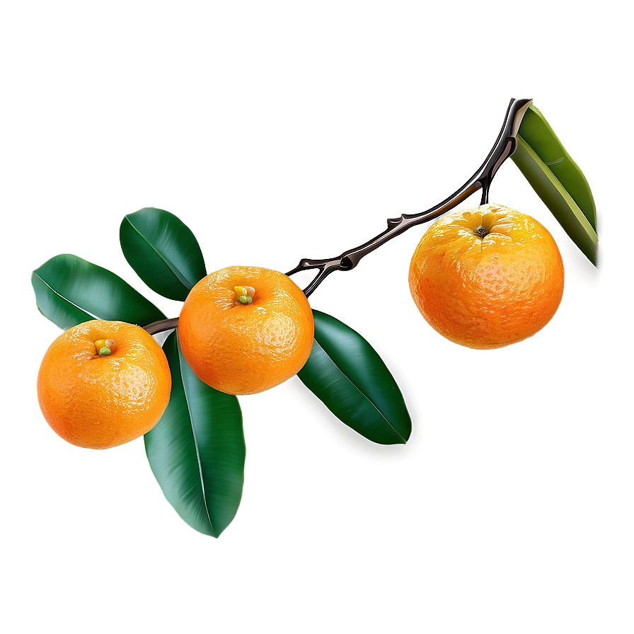 Orange Fruit Branch Png 05032024