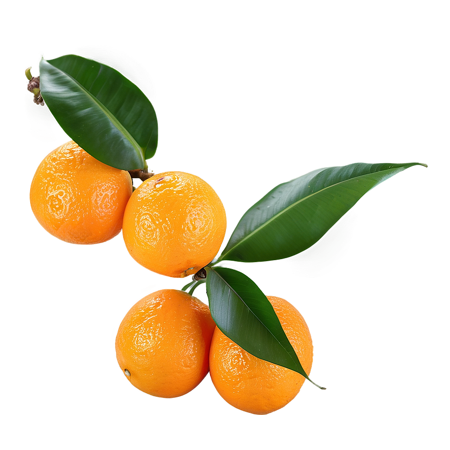 Orange Fruit Branch Png Jgp35