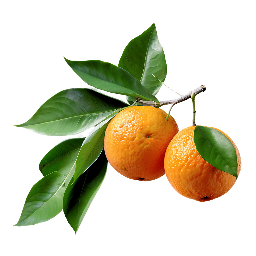 Orange Fruit Branch Png Squ