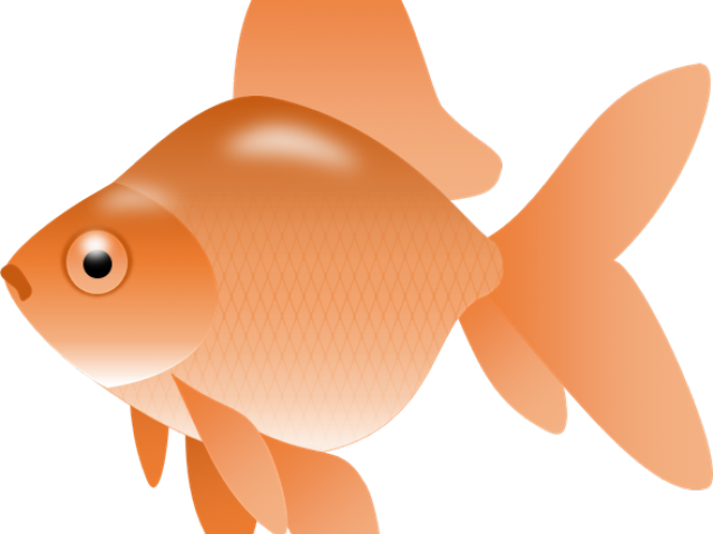 Orange Goldfish Illustration.png