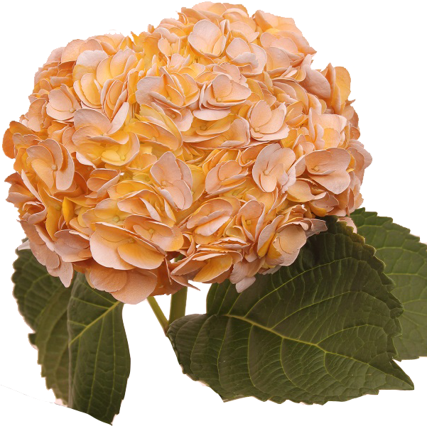 Orange Hydrangea Bloom