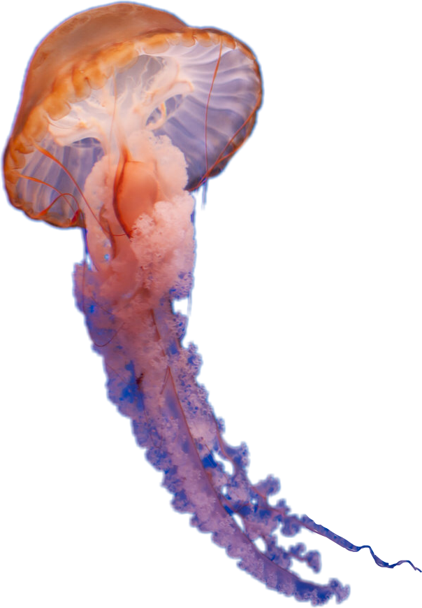 Orange Jellyfish Underwater Photography.png