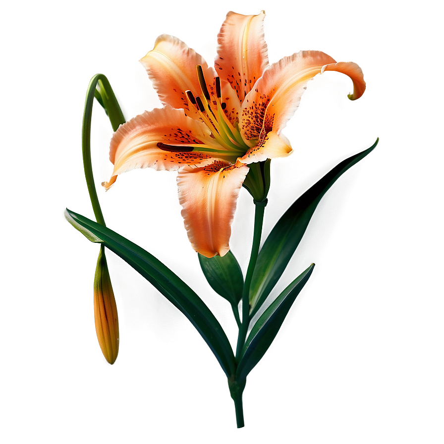 Orange Lily Flower Png 99