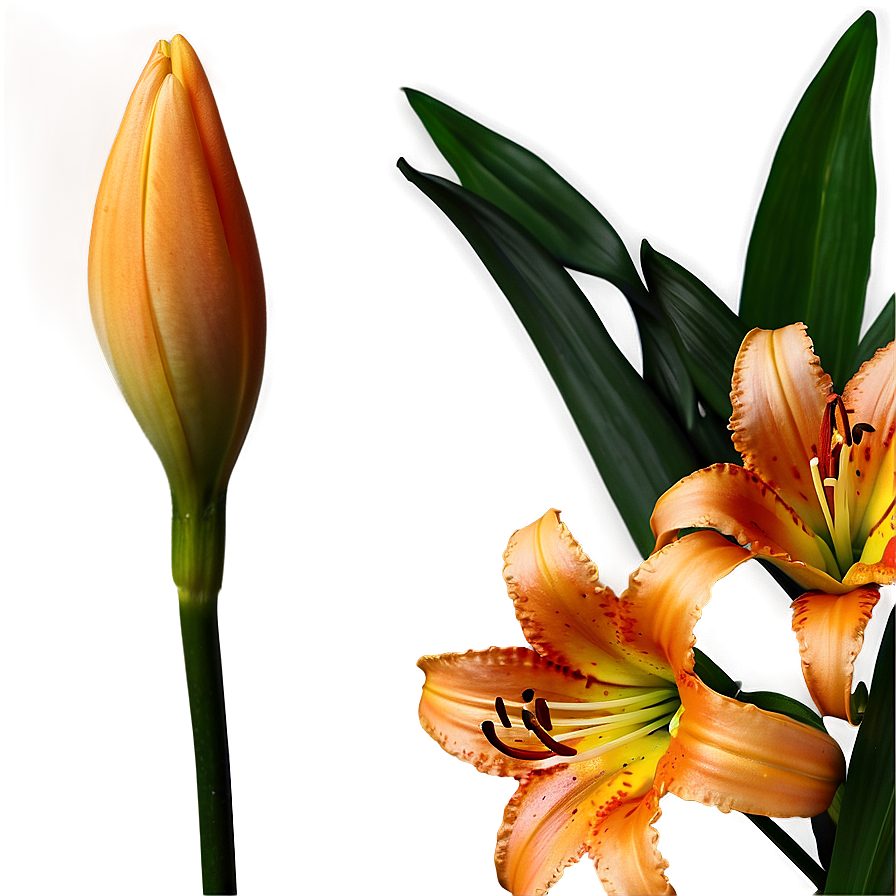 Orange Lily Flower Png Jwm