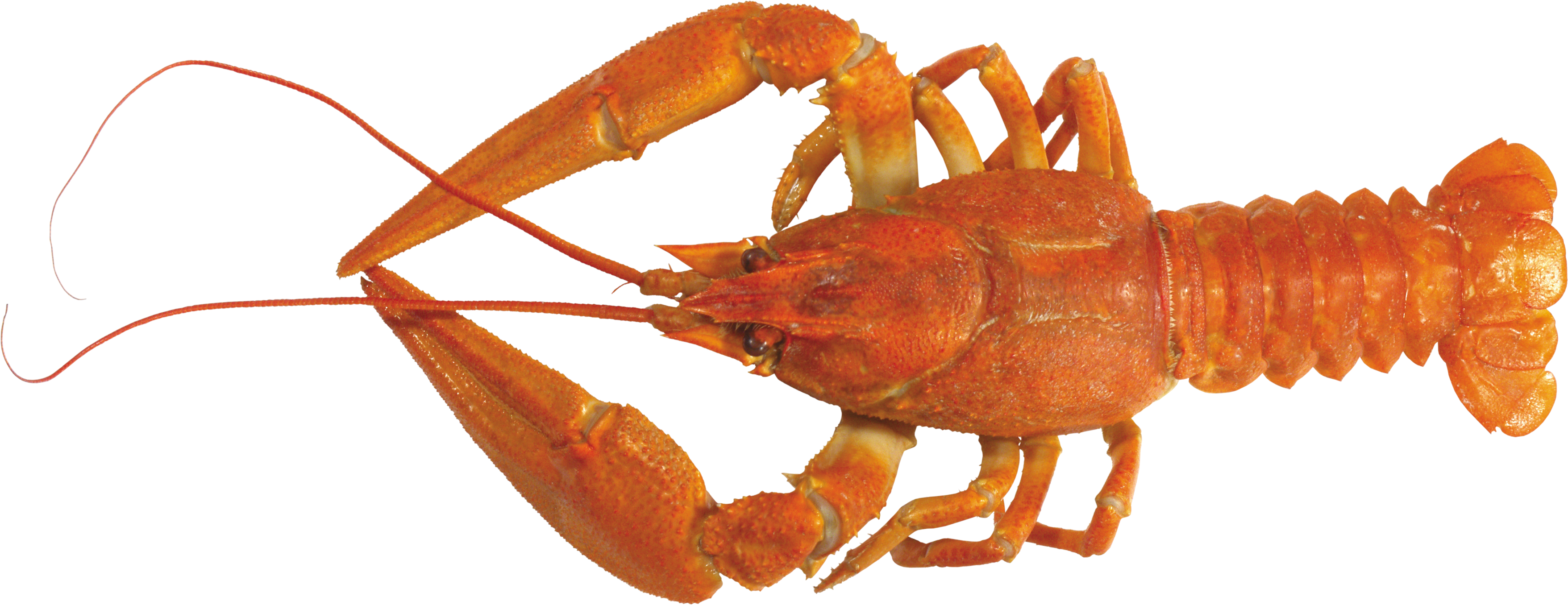 Orange Lobster Isolated Background