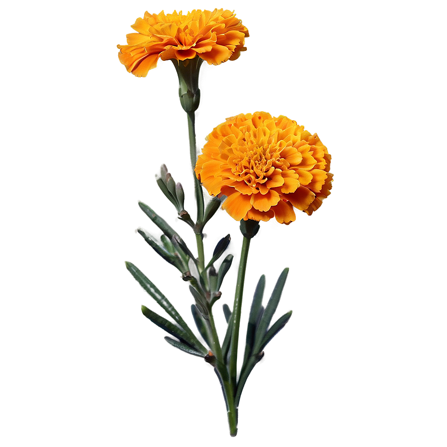 Orange Marigold Png 21