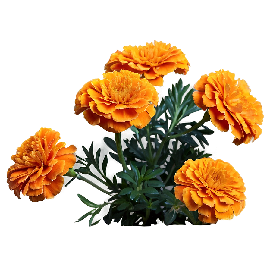 Orange Marigolds Bloom Png Hti