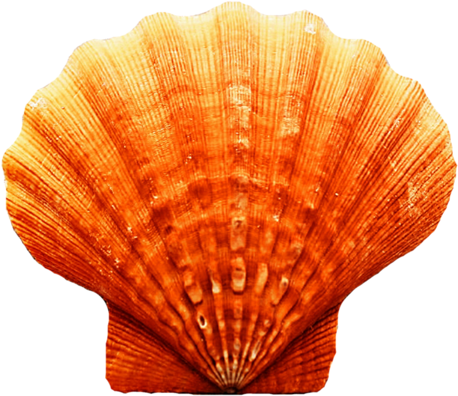 Orange Scallop Seashell.png