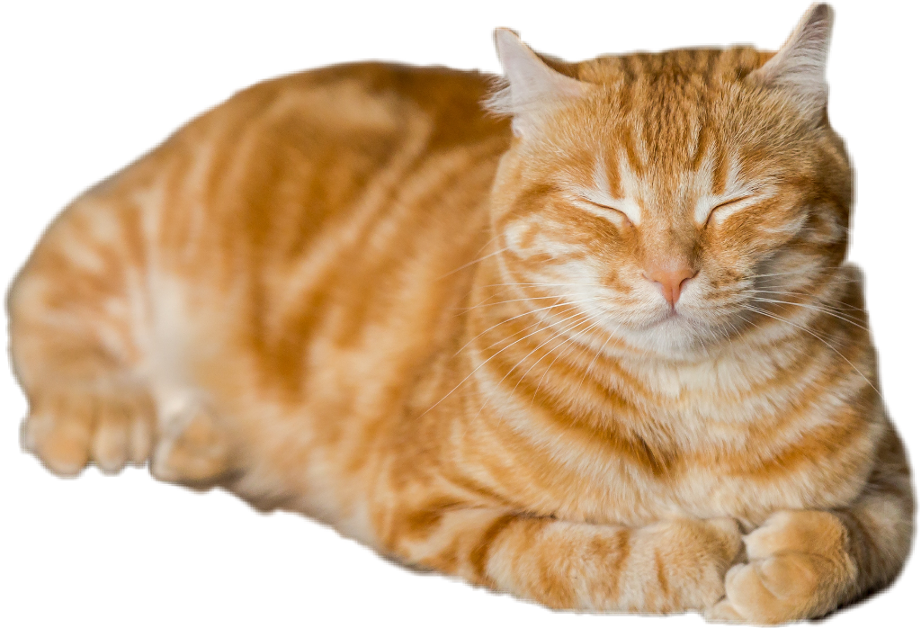 Orange Tabby Cat Resting