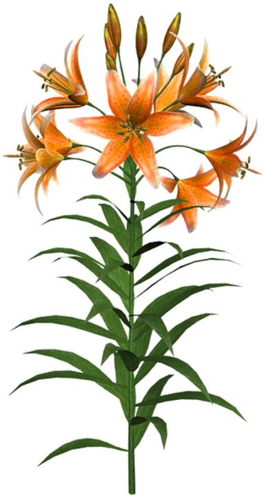 Orange Tiger Lily Flower