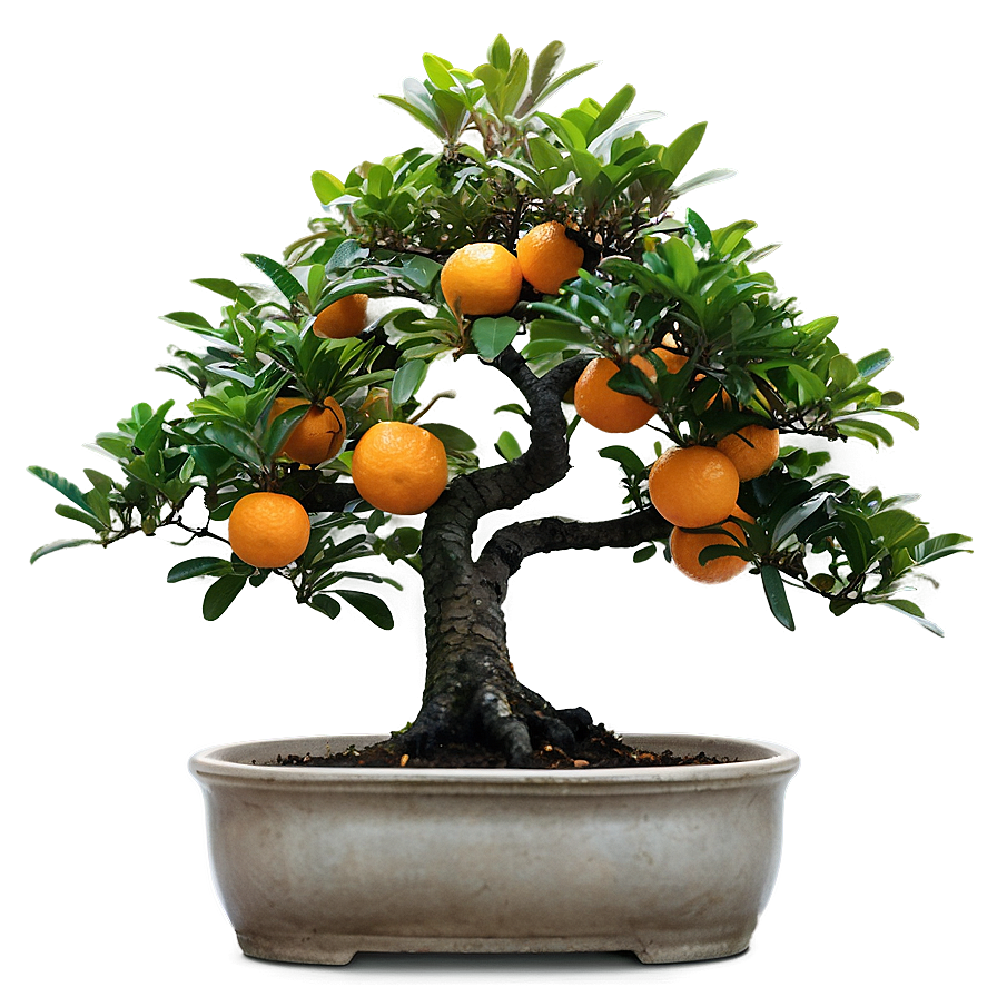 Orange Tree Bonsai Png 36