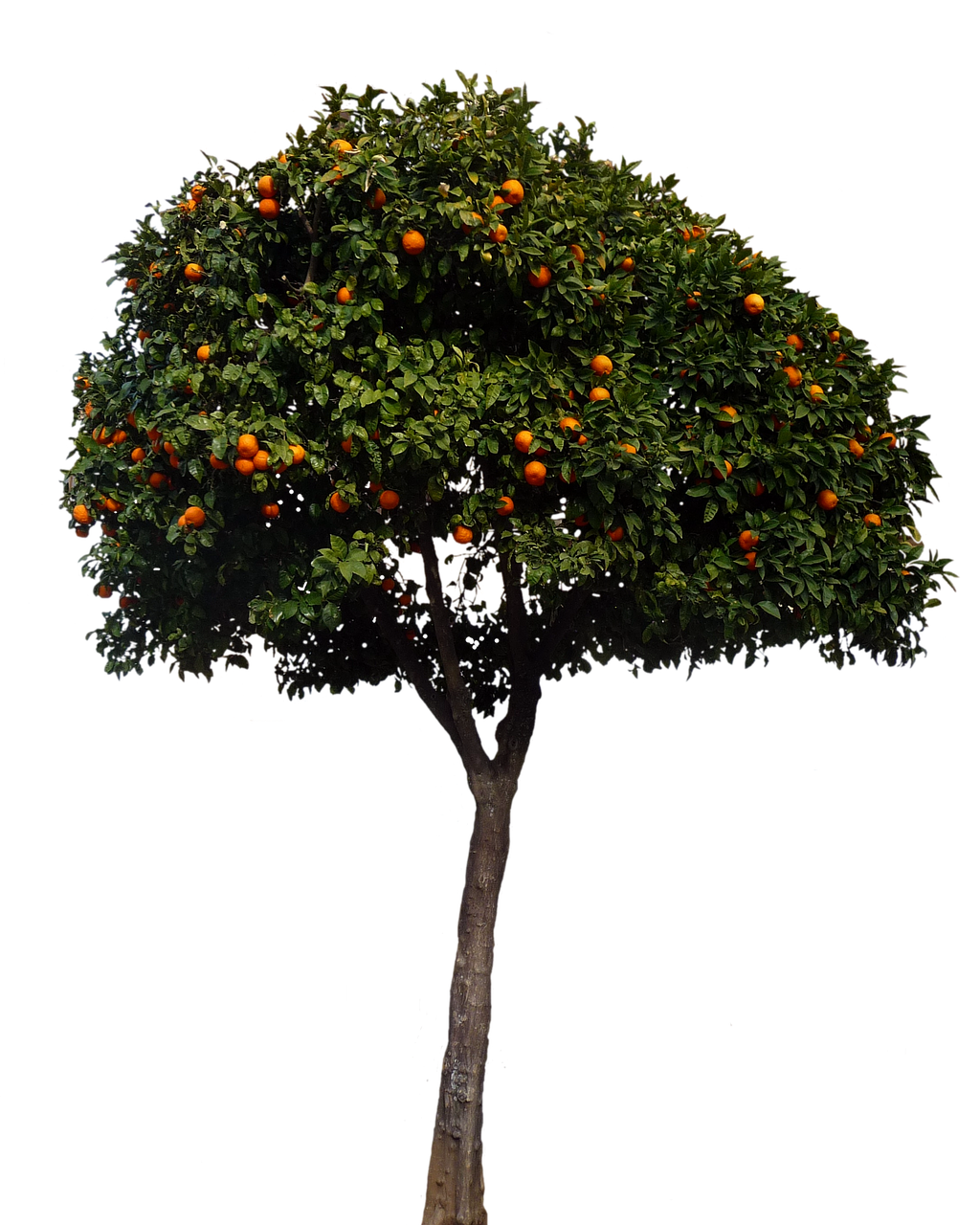 Orange Tree Fullof Fruit