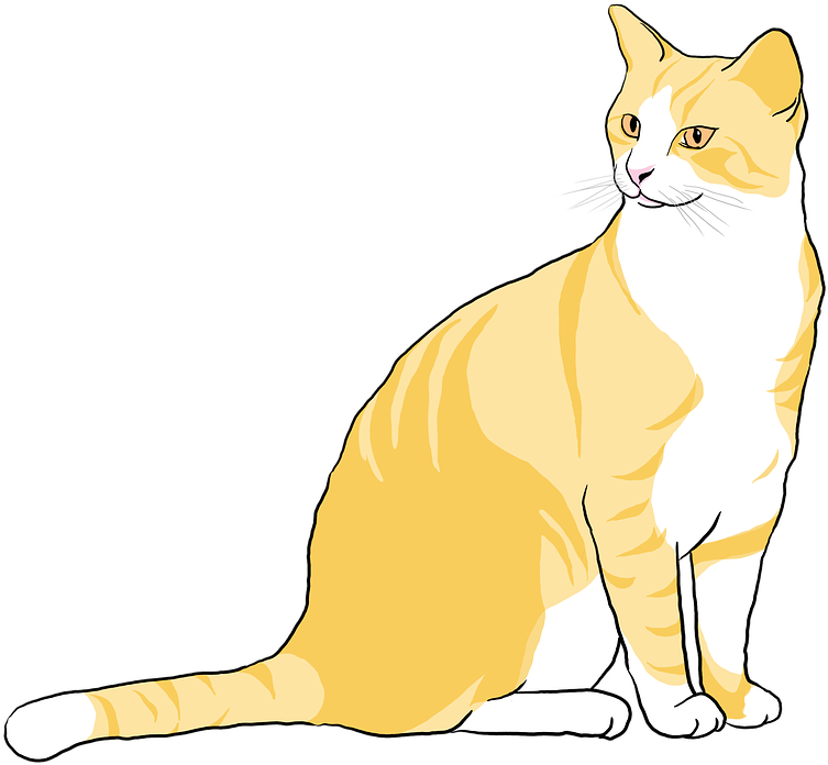 Orange White Cat Illustration.png