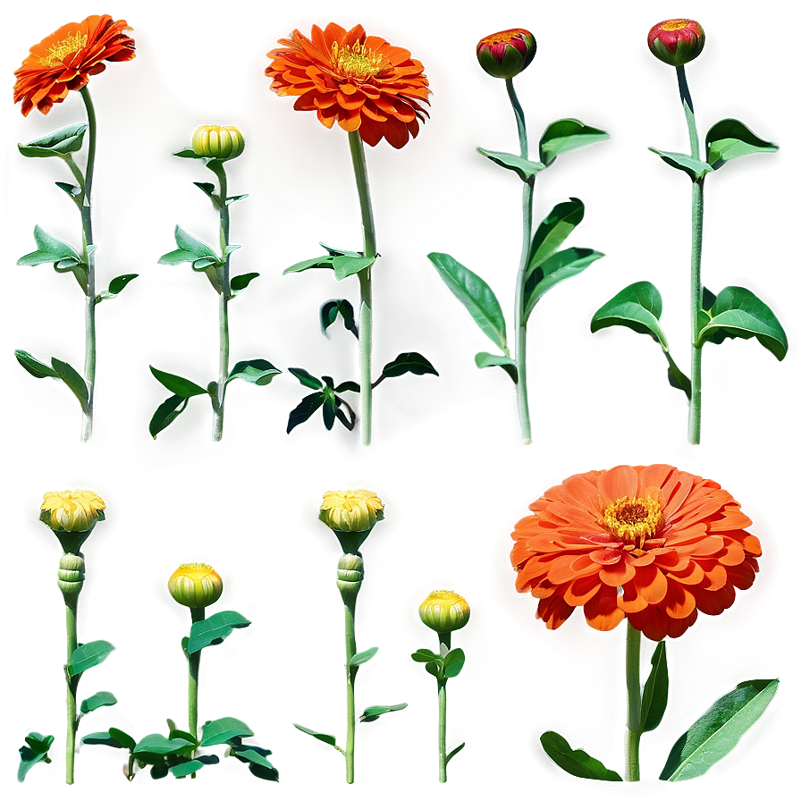 Orange Zinnia Joy Png 95