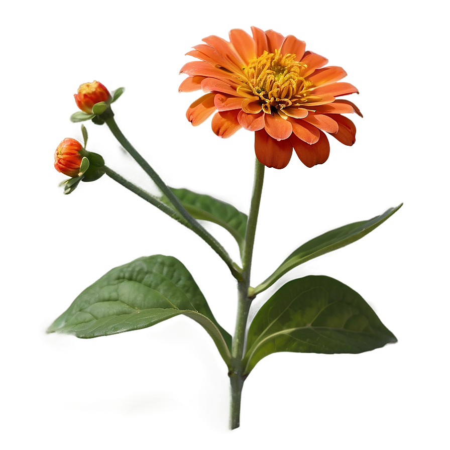 Orange Zinnia Joy Png Yec39