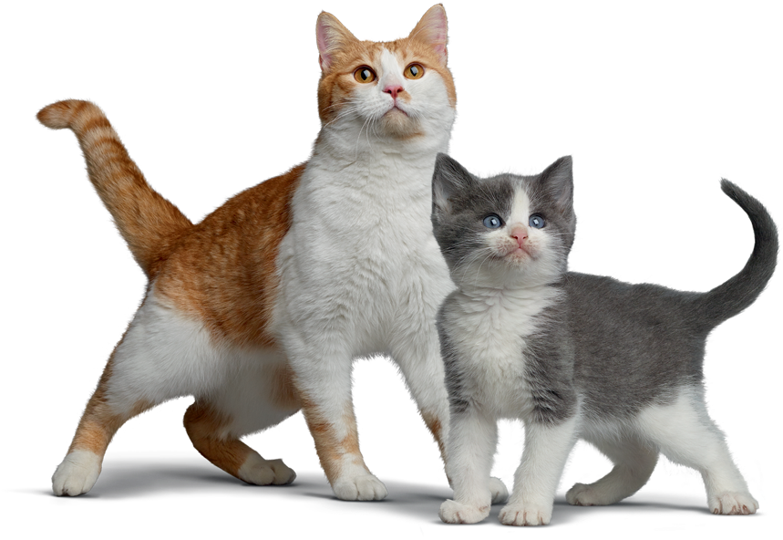 Orangeand White Adult Catwith Gray Kitten