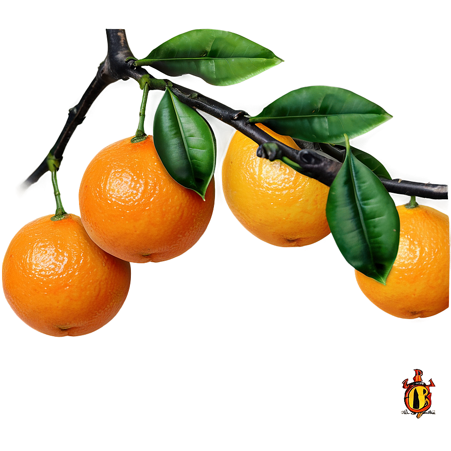 Oranges On Branch Png 06112024