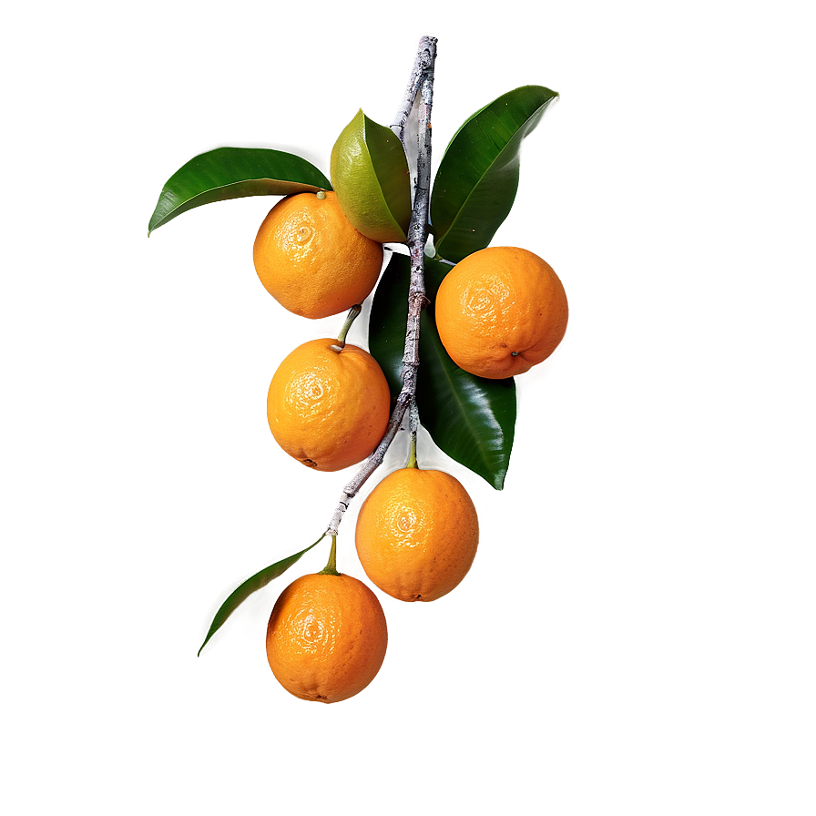 Oranges On Branch Png 06112024