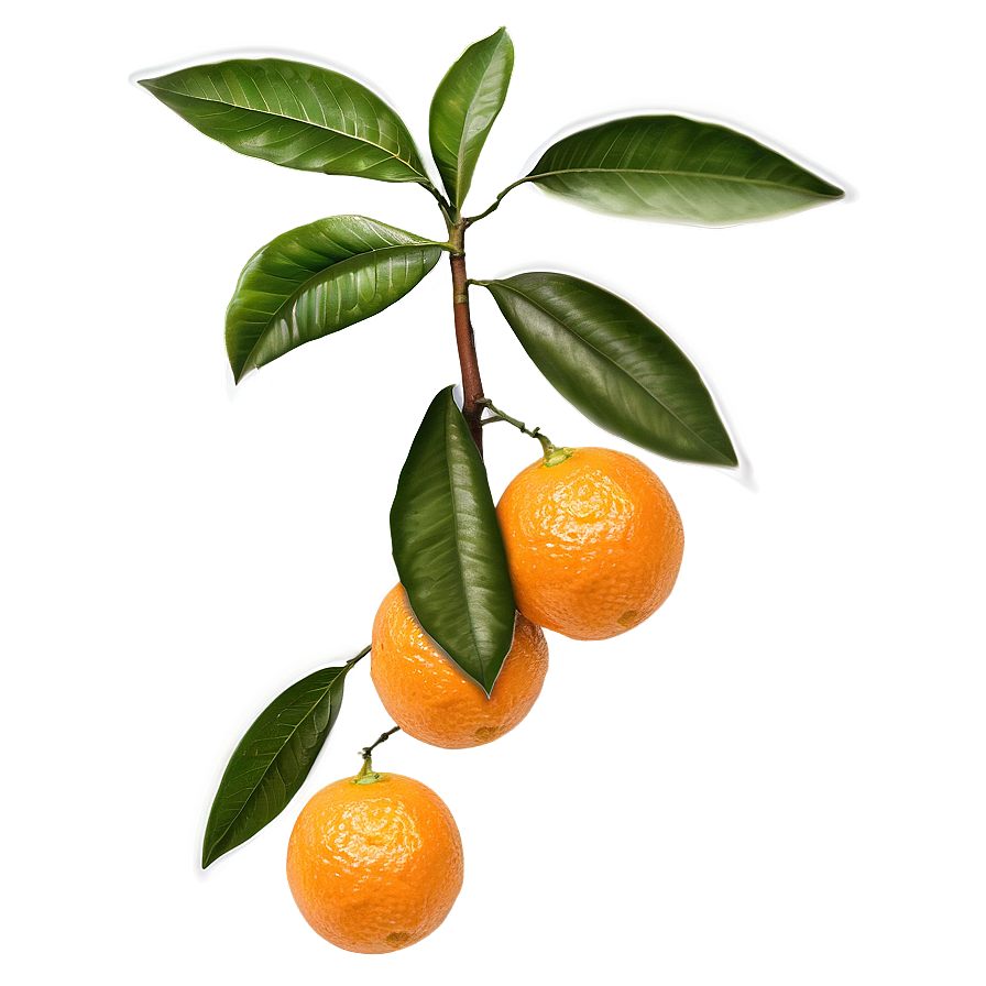 Oranges On Tree Branch Png 6